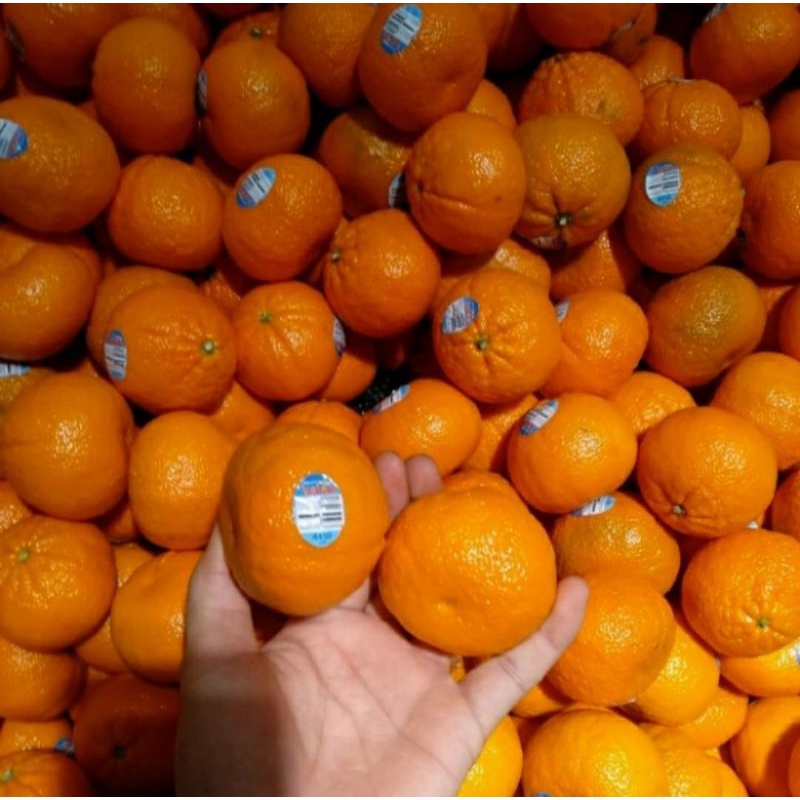 

Jeruk Afourer halos USA manis tanpa biji | 1 kg