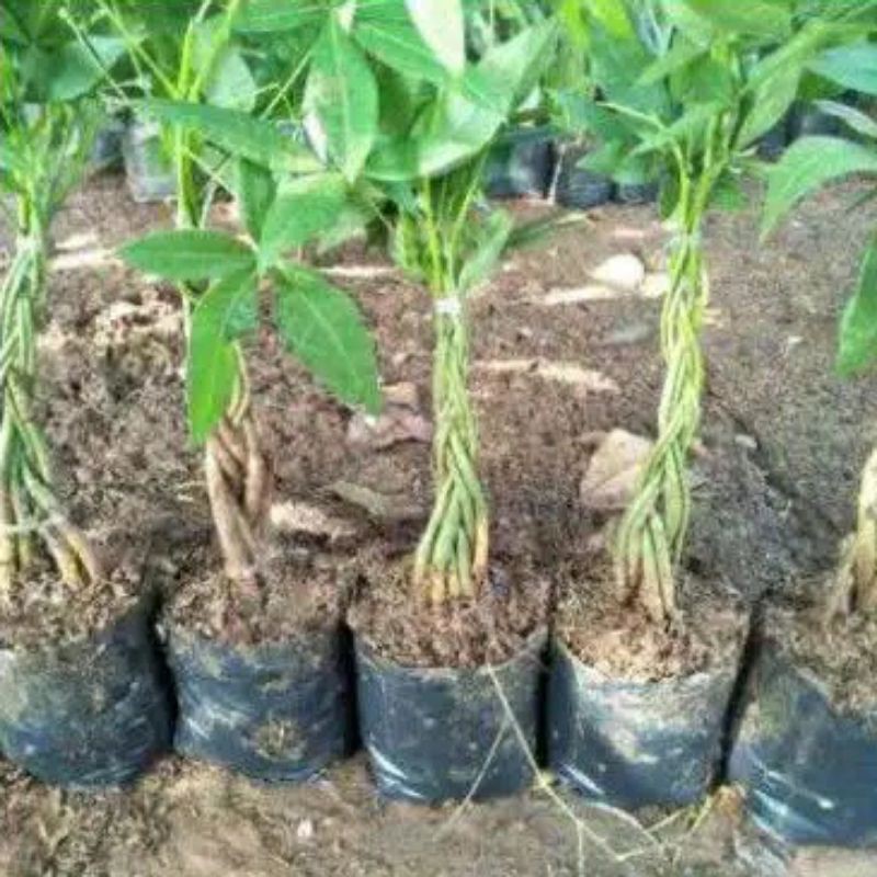 pachira kepang 7- tanaman hias pachira