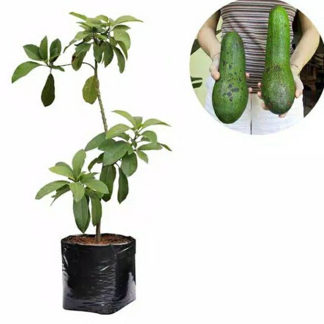 Tanaman Alpukat Aligator Berbuah/Berbunga 400