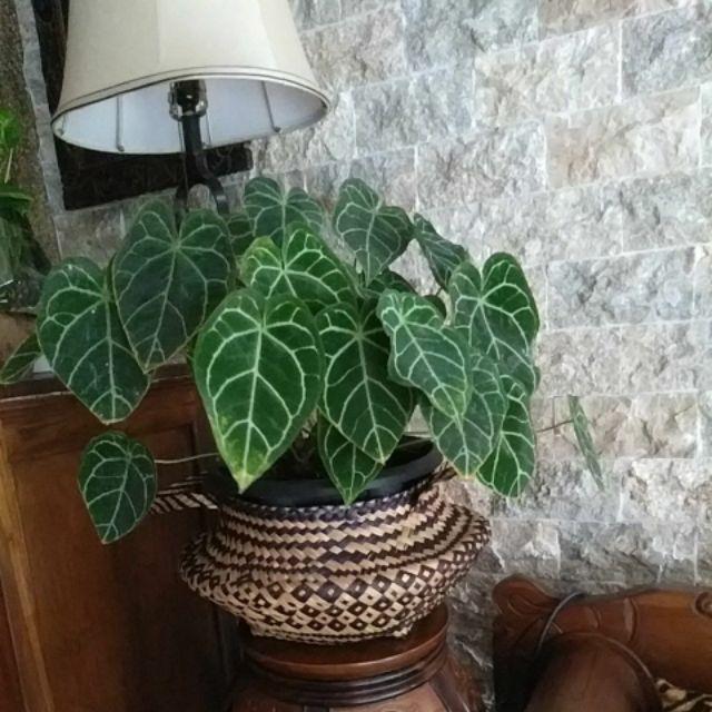 Jumbo Sale  Purun (natural & Batik)