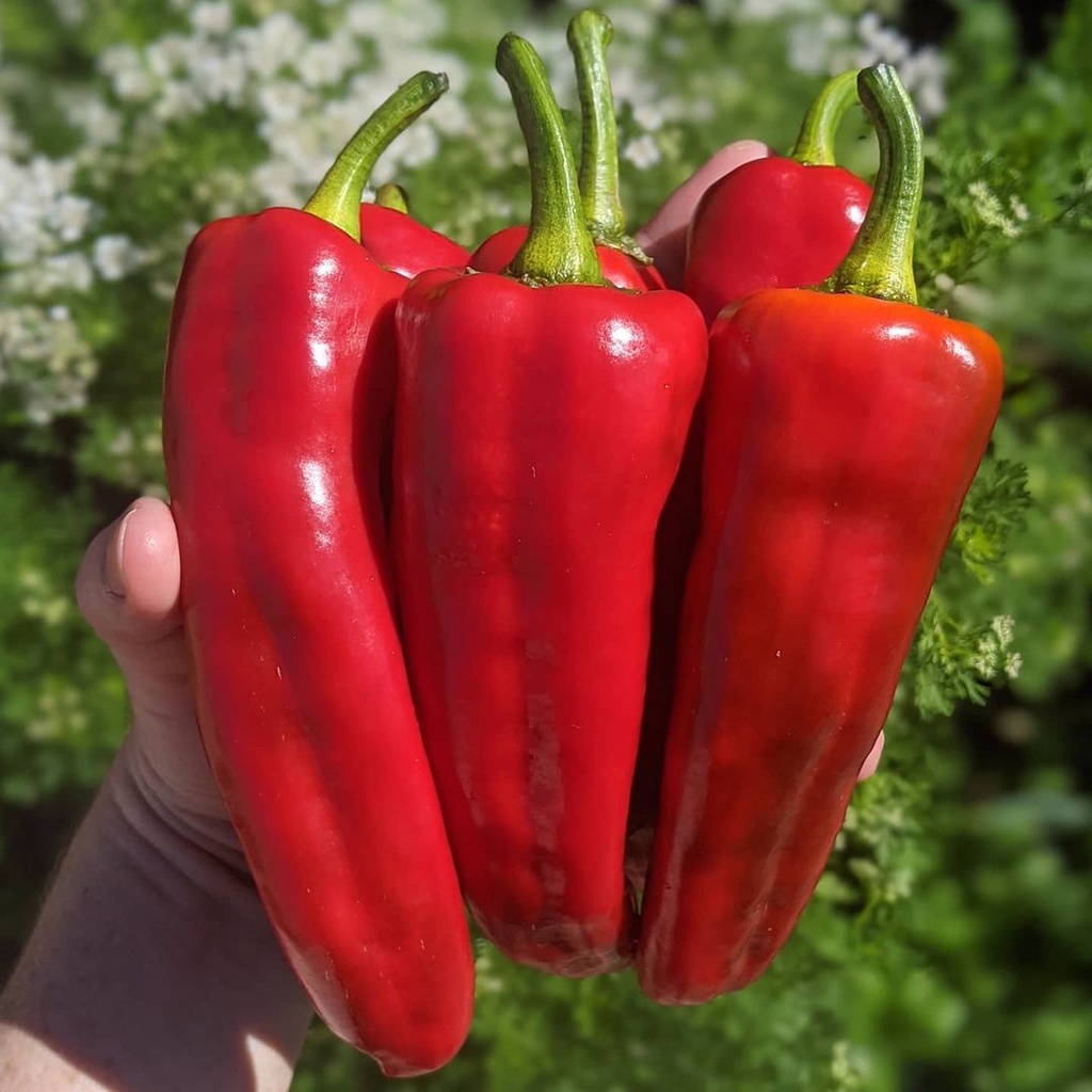 ID 2 BIJI BENIH CABAI RED GIANT SWEET ITALIAN BIBIT CABE MERAH JUMBO UNGGUL