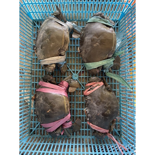 

KEPITING TELUR HIDUP KUALITAS EKSPOR 1KG isi 4