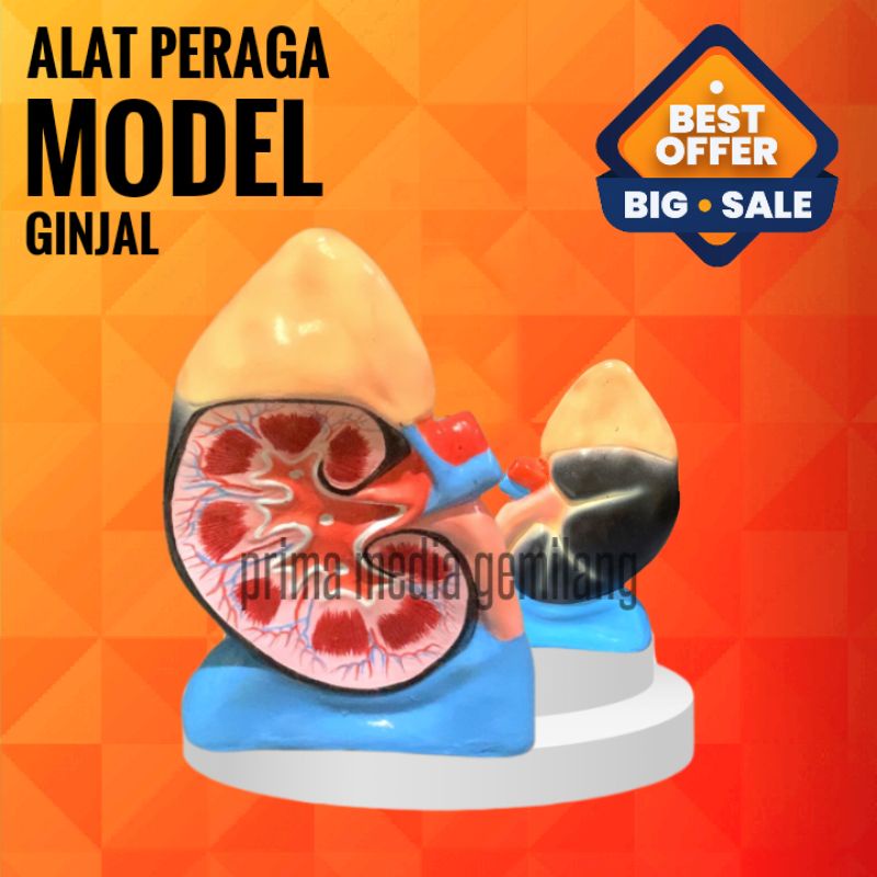 

MODEL GINJAL/TORSO GINJAL/ALAT PERAGA IPA