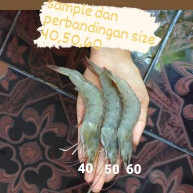 

Udang Vanamae Segar (tidak beku)
