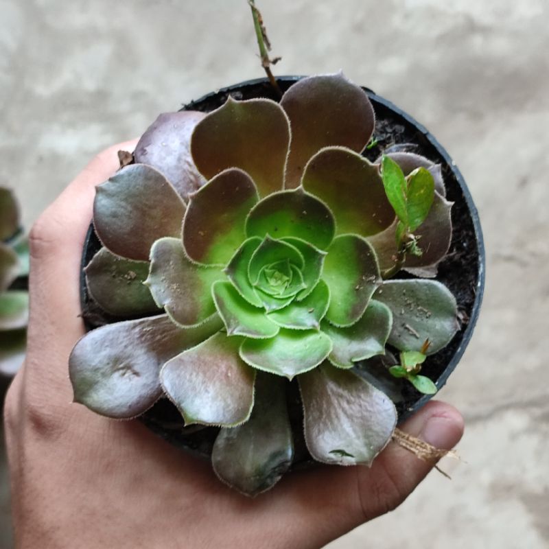 Aeonium arboreum coklat medium