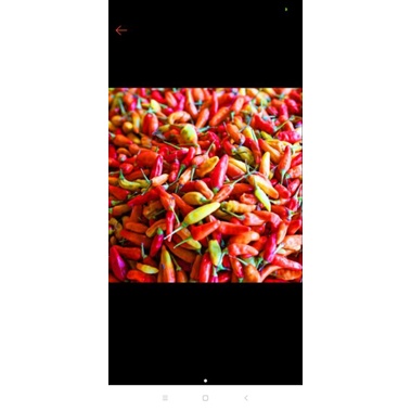 

cabe merah kecil 1 kg