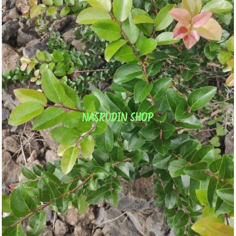 BAHAN BONSAI FLACOURTIA INDICA | BIBIT FLACOURTIA INDICA | FAMILY RUKEM DAN KERUKUP | BAHAN BONSAI R