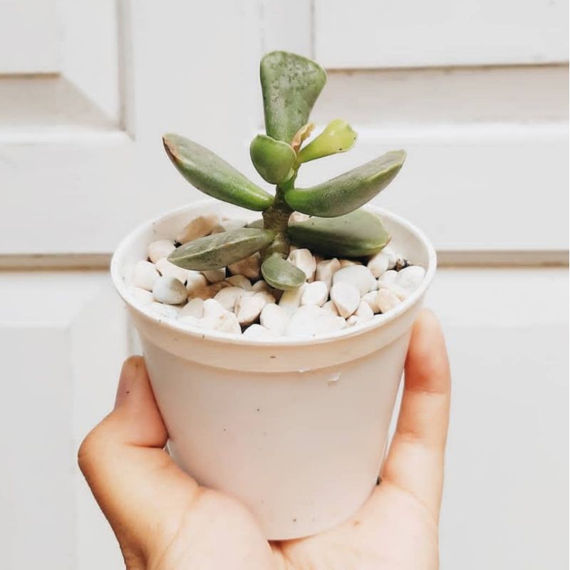 KAKTUS MINI GIFT KAKTUS SOUVENIR KAKTUS SUKULEN CACTUS MINI