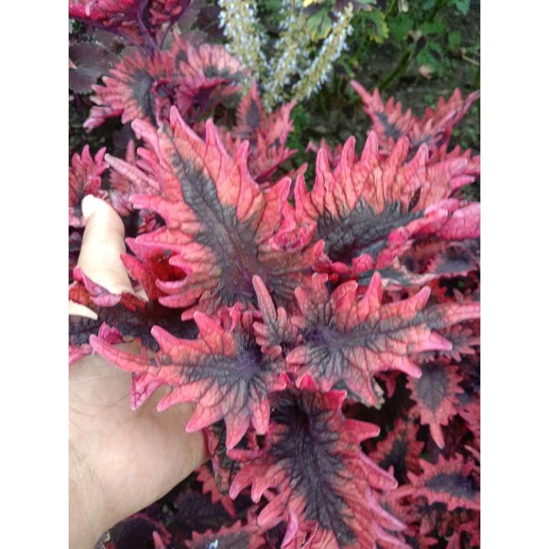 Bunga Miana (Dendeng Balado)