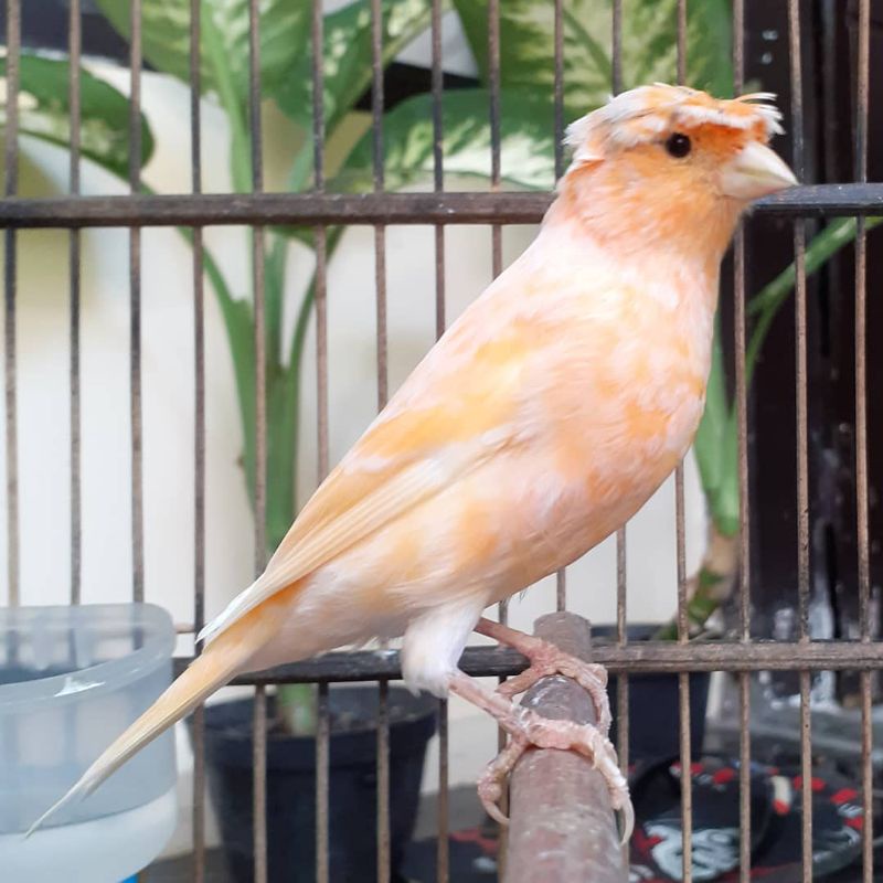 Burung Kenari Jantan Jambul Unik Pilihan Ready Jantan Betina
