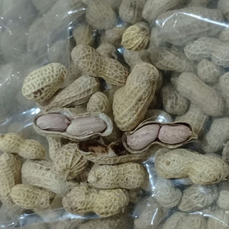 KACANG KULIT ASIN  500 GRAM / KACANG KULIT OVEN ASIN