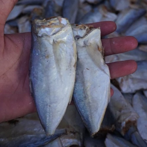 

Ikan Asin Peda Buntung 1KG
