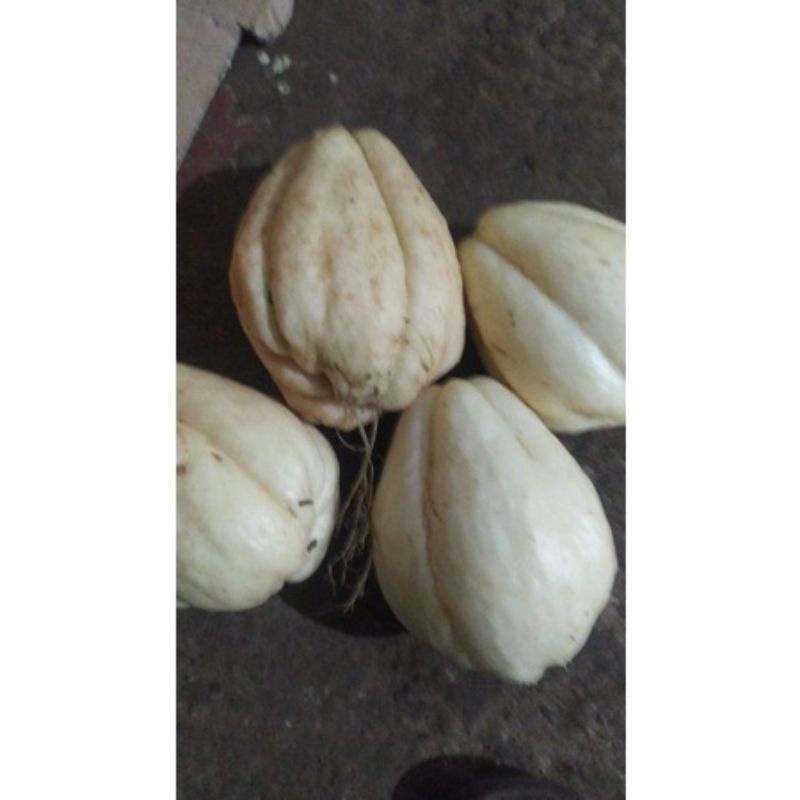 labu siam putih/jipang putih manisan super mantap langka harga per pcs