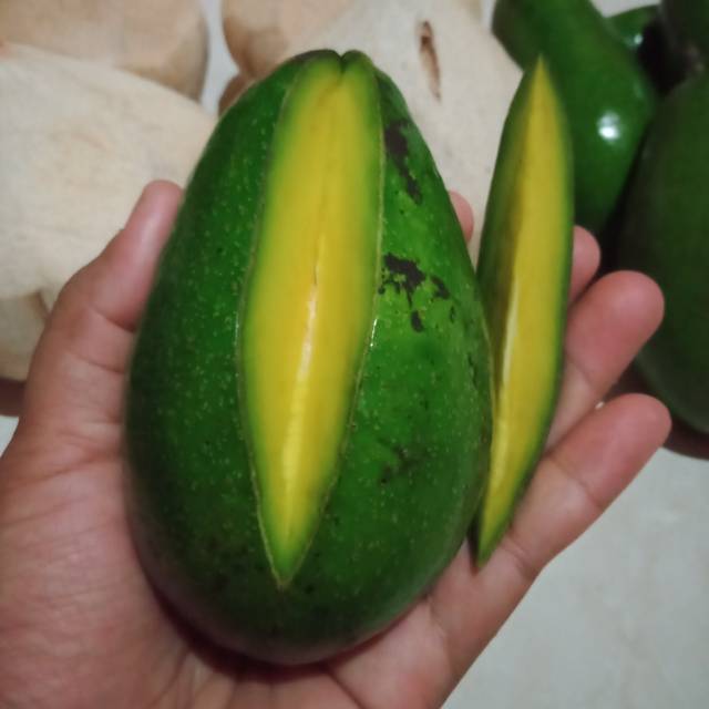 

Alpukat Muria Super