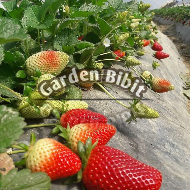 bibit buah stroberi jumbo siap berbuah
