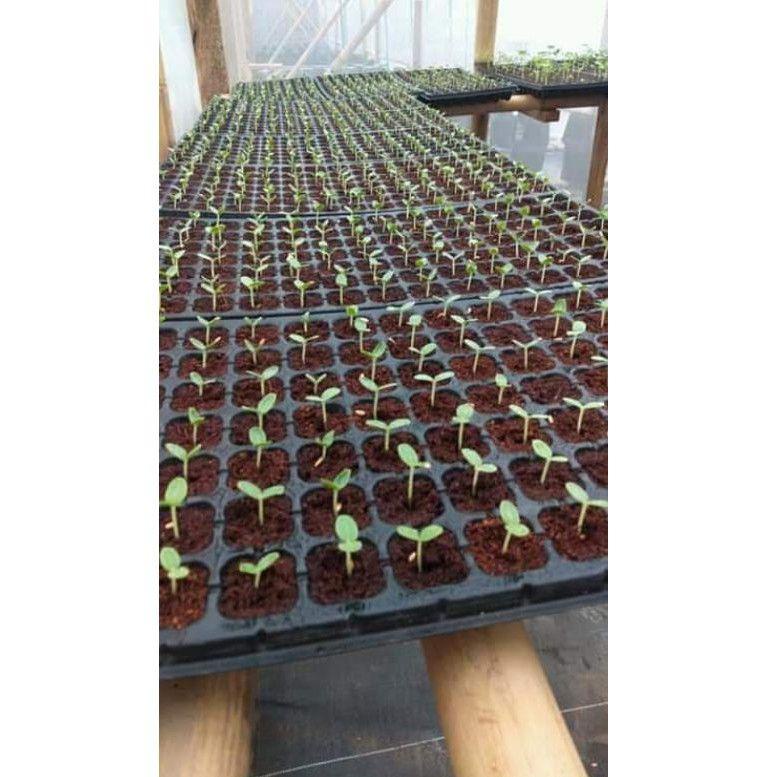 は 4.4 "MAS BIDIN" big sale POTTRAY pot semai tipe 200 lubang nampan semai praktis tray semai trei se