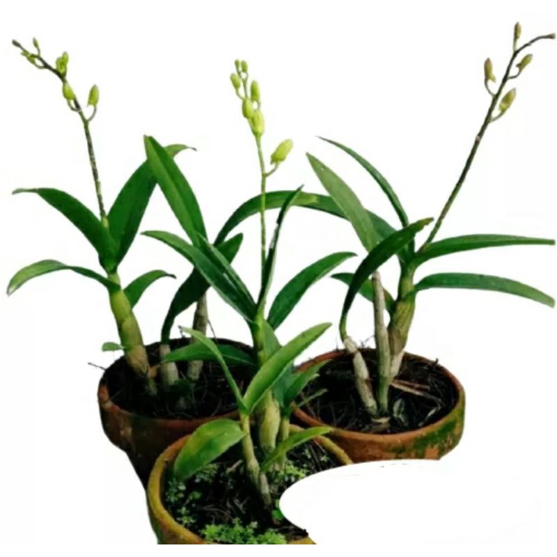 Paket 3 anggrek dendrobium sudah berbunga / anggrek dendrobium dewasa spike/ anggrek dendro siap ber