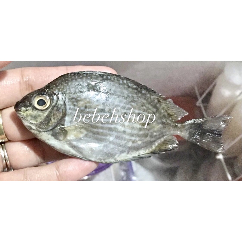 

Ikan Balita Baby Fish Laut Air Tawar 250gr 500gr 1kg
