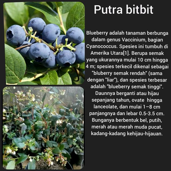Pohon buah blueberry sudah berbuah