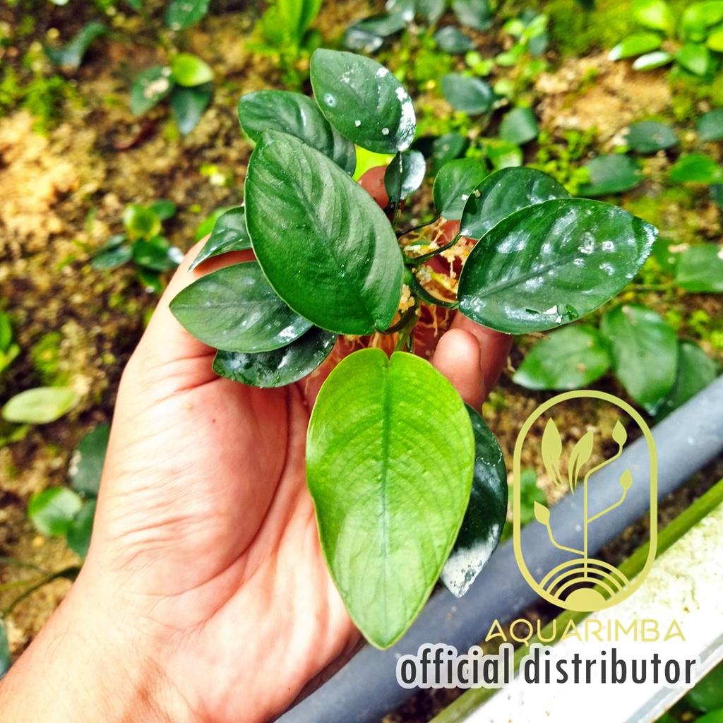 Anubias Nana ( Tanaman Aquascape Pemula )