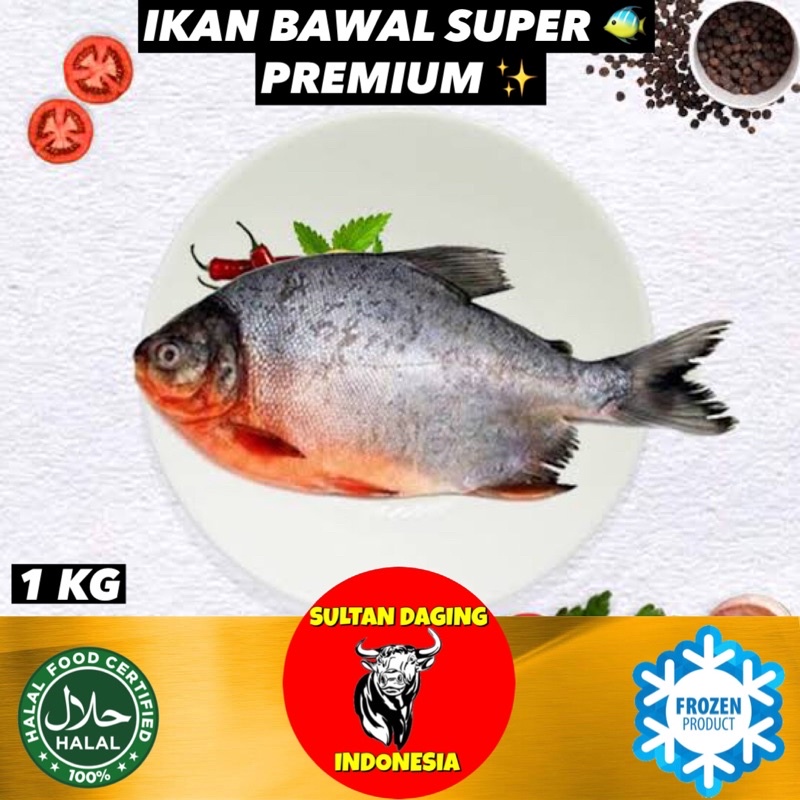 

IKAN BAWAL TAWAR SUPER PREMIUM 1 KG ISI 3-5 EKOR/ IKAN BAWAL AIR TAWAR/ IKAN BAWAL TAWAR/ IKAN BAWAL TAWAR FRESH/ IKAN BAWAL TAWAR SEGAR