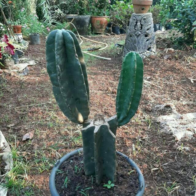 Tanaman kaktus cowboy cabang kaktus koboy koboi cabang