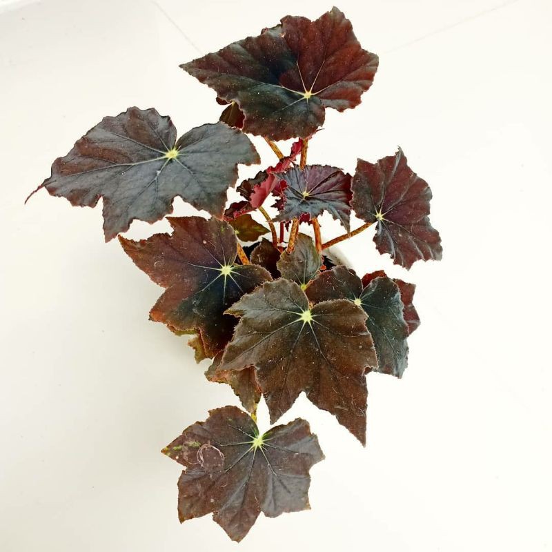 Begonia Black Valvet rimbun termurah/ begonia / begonia hitam