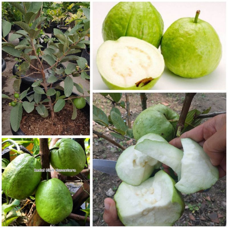 Bibit Jambu Biji Bangkok Thailand