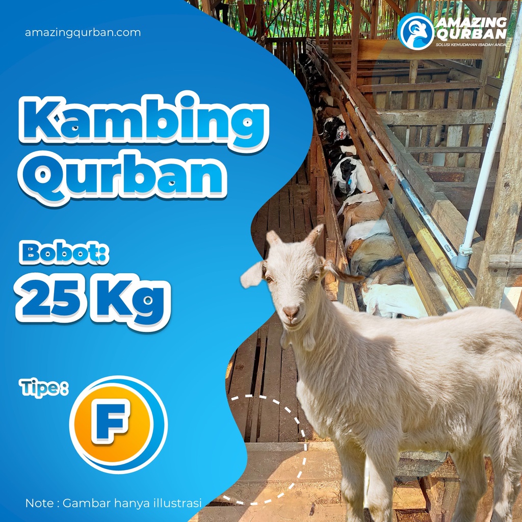 

PROMO!!Kambing Murah | Hewan Qurban Kambing | Qurban Murah qurban BOBOT 21-25 kg