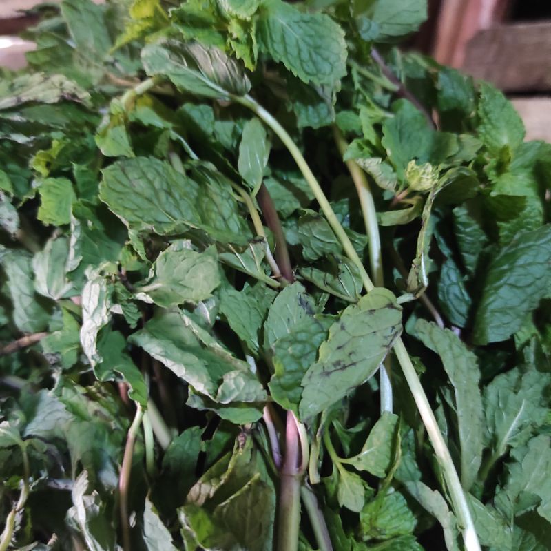 

Daun Mint 500gram