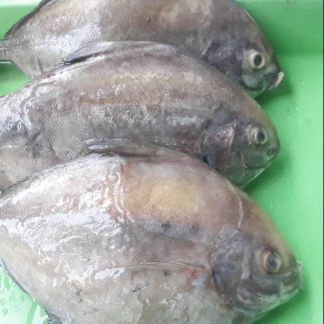 

Bawal Hitam Laut Fresh