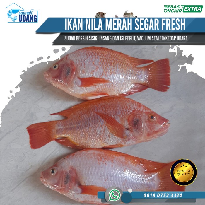 

Ikan NIla Merah Segar Fresh (Ikan Segar Harian)