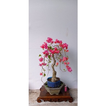 BONSAI BUNGA BOUGENVILLE BUGENVIL BATANG BESAR CANTIK HARGA MURAH