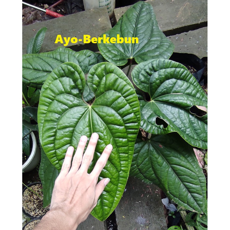 Tanaman Hias Anthurium Sirih Besar / Antorium Sirih GOSEND / GRAB ONLY