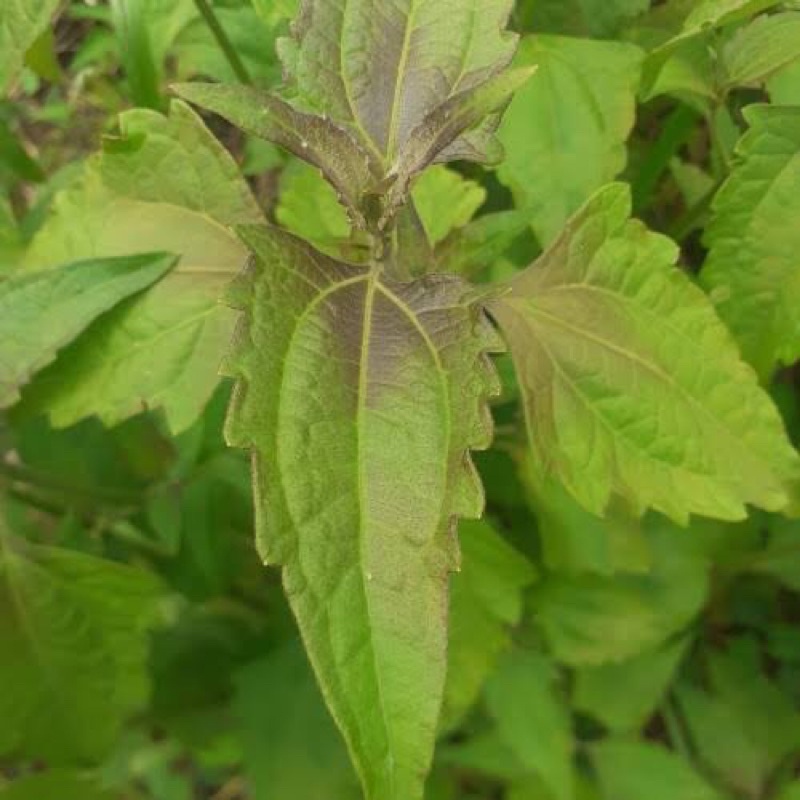 

daun kirinyuh atau daun kopasanda segar