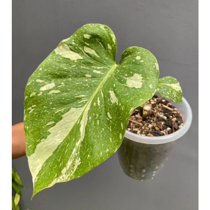 tanaman monstera monthai - monstera constallation - monstera varigata