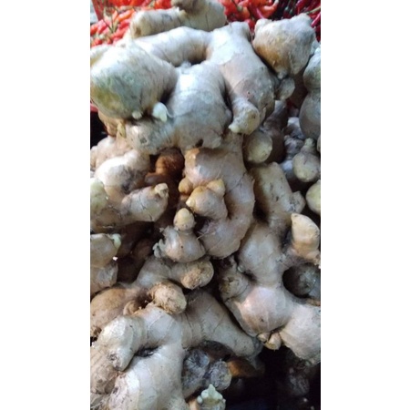

Jahe Besar || Jahe Gajah 250gr