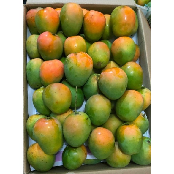 

Mangga Gincu Asli