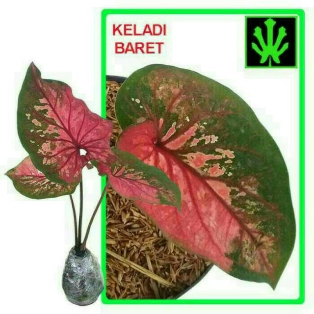 Tanaman Hias Keladi Baret Caladium Baret Merah Shopee Indonesia