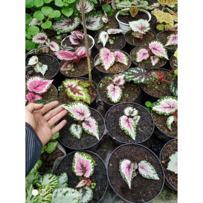 PAKET 3 MEDIUM BEGONIA