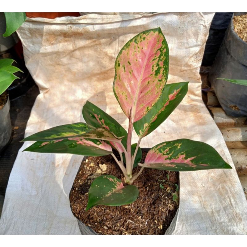 Tanaman Hias Pohon Aglonema Red Kocin/Aglonema Kocin