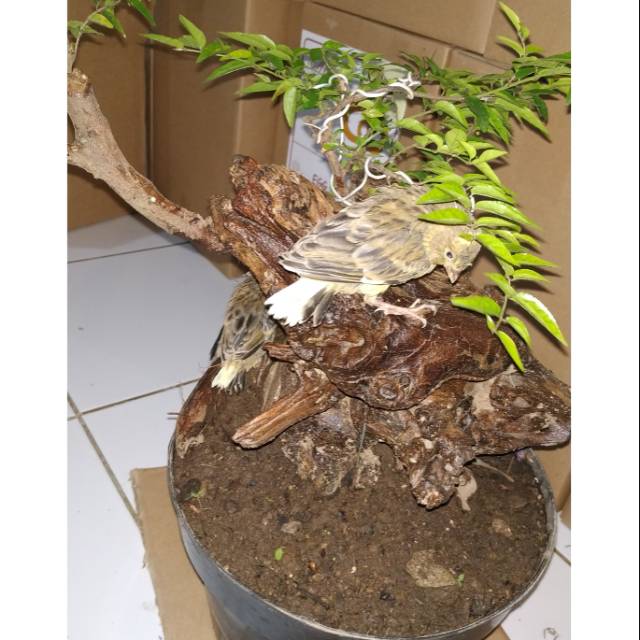 Bonsai kibesi