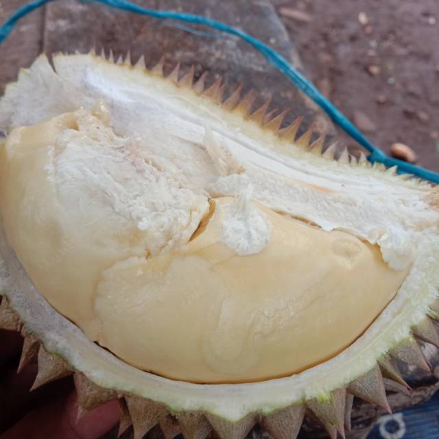 

Duren lokal jonggol
