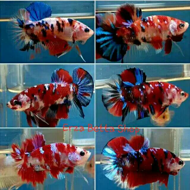  Ikan  Cupang  Koi  Fancy  Line Galaxi Multicolor Shopee 