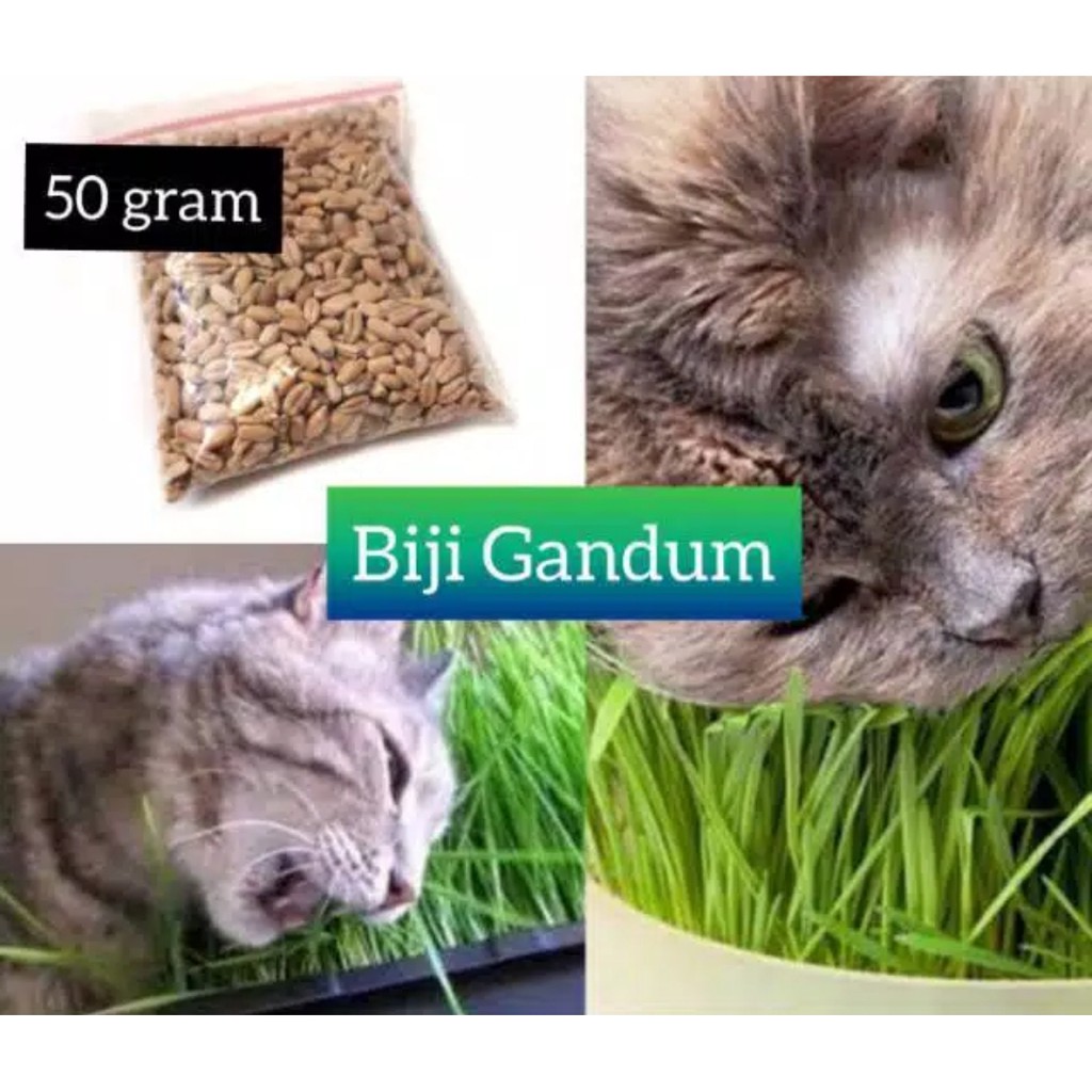 50g Benih Biji Rumput Kucing Wheat Grass Gandum Makanan Kucing 50 Gram