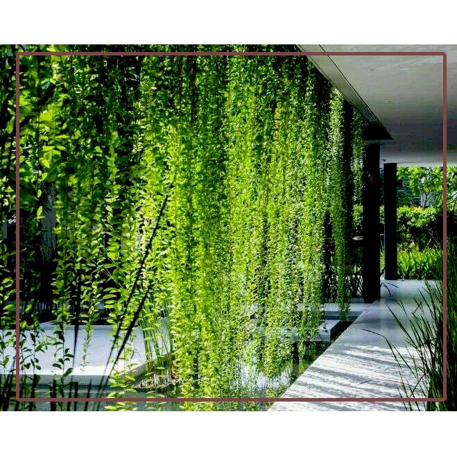 Tanaman Hias Hidup Rambat Lee Kwan Yew Bunga Gantung Hiasan Taman dan Rumah