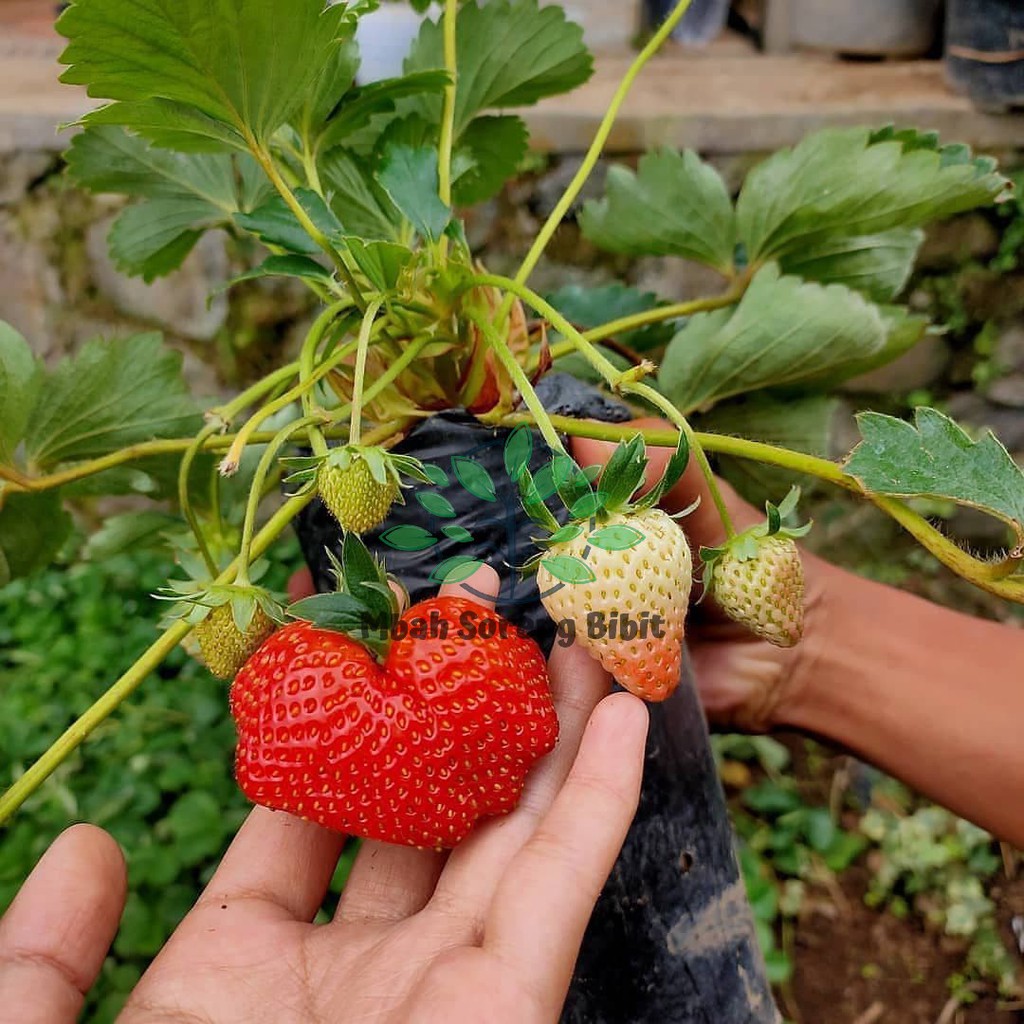 Bibit strowbery jumbo - Bibit Buah Strawberry cepat berbuah