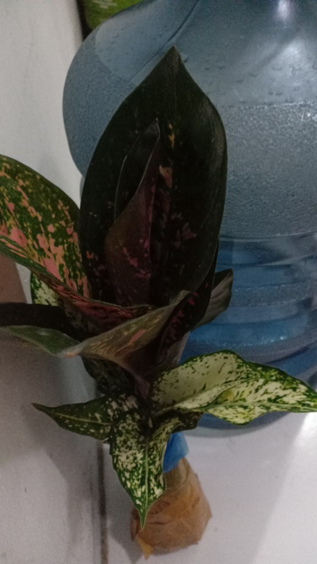 Jual Tanaman Aglonema Snowhite Dengan Harga Yang Pastinya Terjangkau Melayani Partai Maupun Ecer