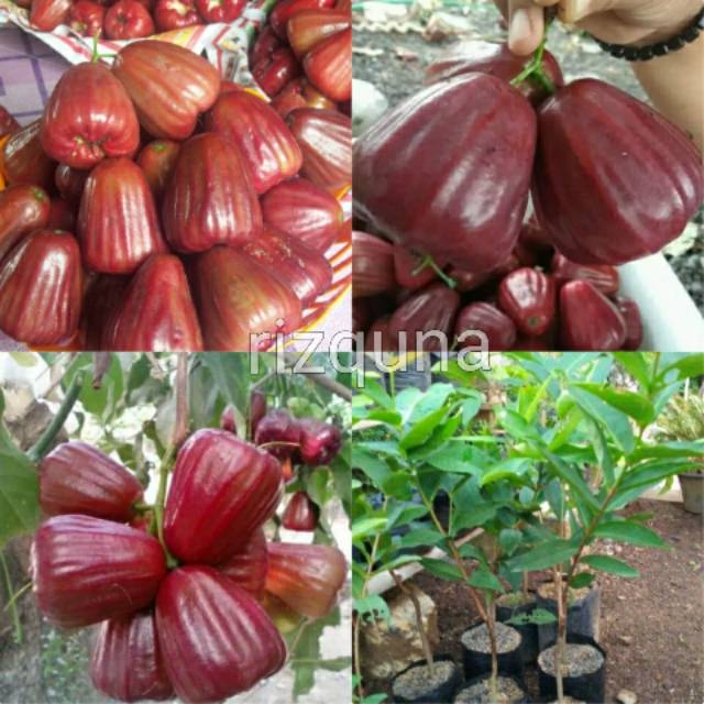 Bibit jambu air king rose unggul