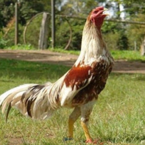 

telur ayam Siam untuk di tetaskan